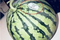 呼和浩特网红吃瓜,揭秘城市美食圈的热议焦点